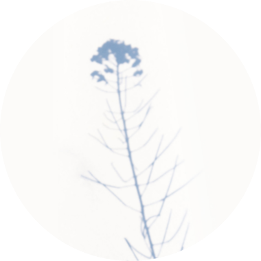 https://a236701-tmp.s1244.upress.link/wp-content/uploads/2021/10/Rashlanut_articles.png
